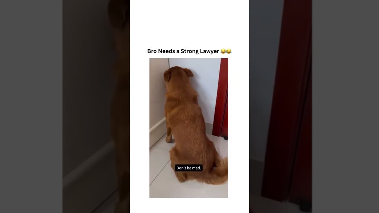 bro needs a strong lawyer 😭🤣 #trending #funny #viral #funnyvideo #animals #explore #love #memes