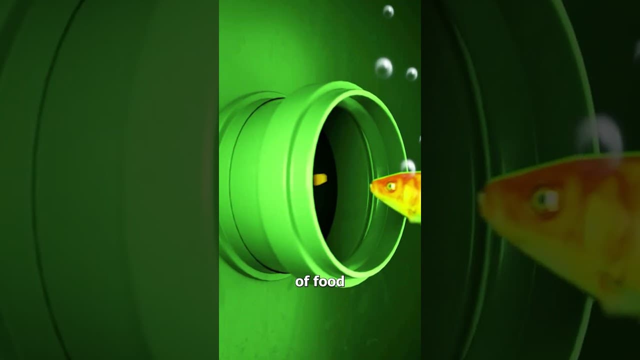 Goldfish Survives 7 Years In A Filtration Tank 😮