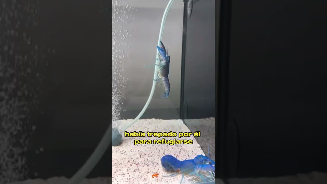 I Bought a Lobster to Eat… Then I Discovered It Was Pregnant!#animals #Friendship #Us