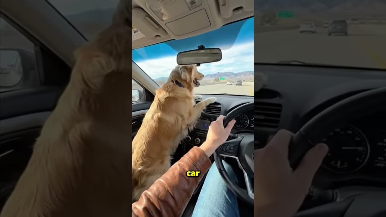 This Dog Fell Out of Its Owner's Car 😱