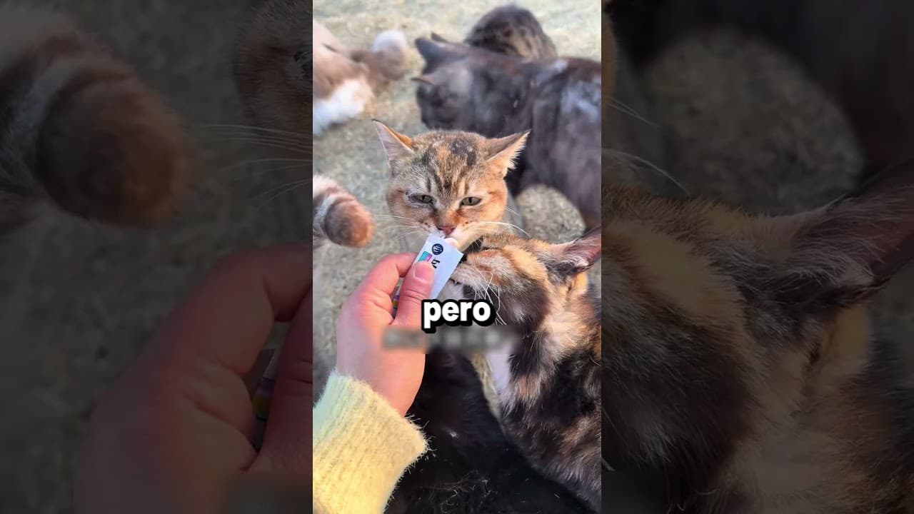 Les Construyó Una Casa Y A Los Gatos Le Gustó