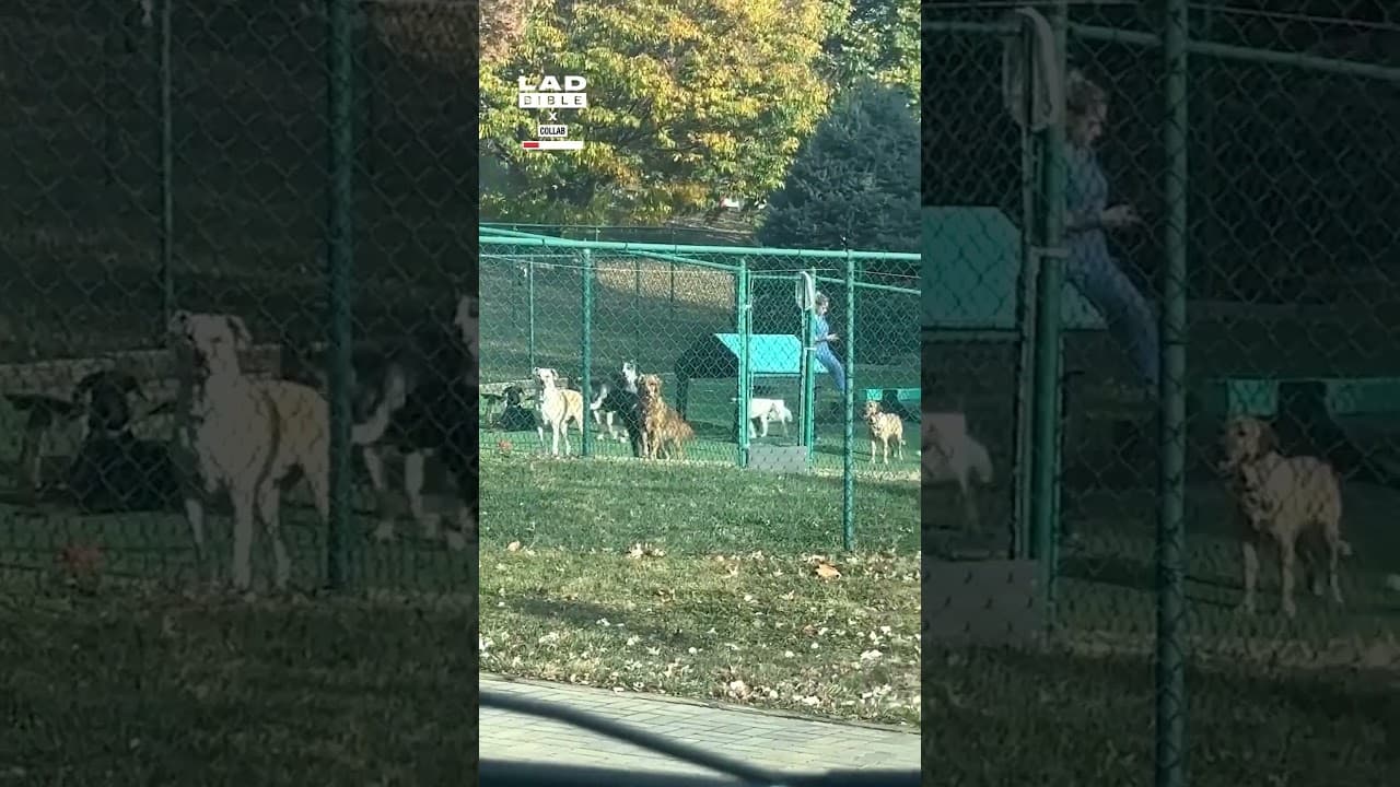 Picked my sister up from doggy daycare and this happened... 🤣 (🎥: Collab)