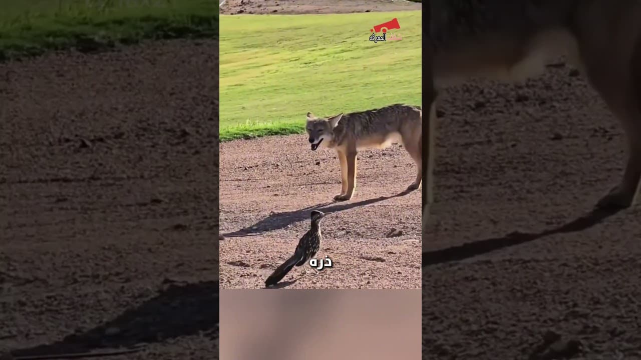 طير يهزم المفترسات