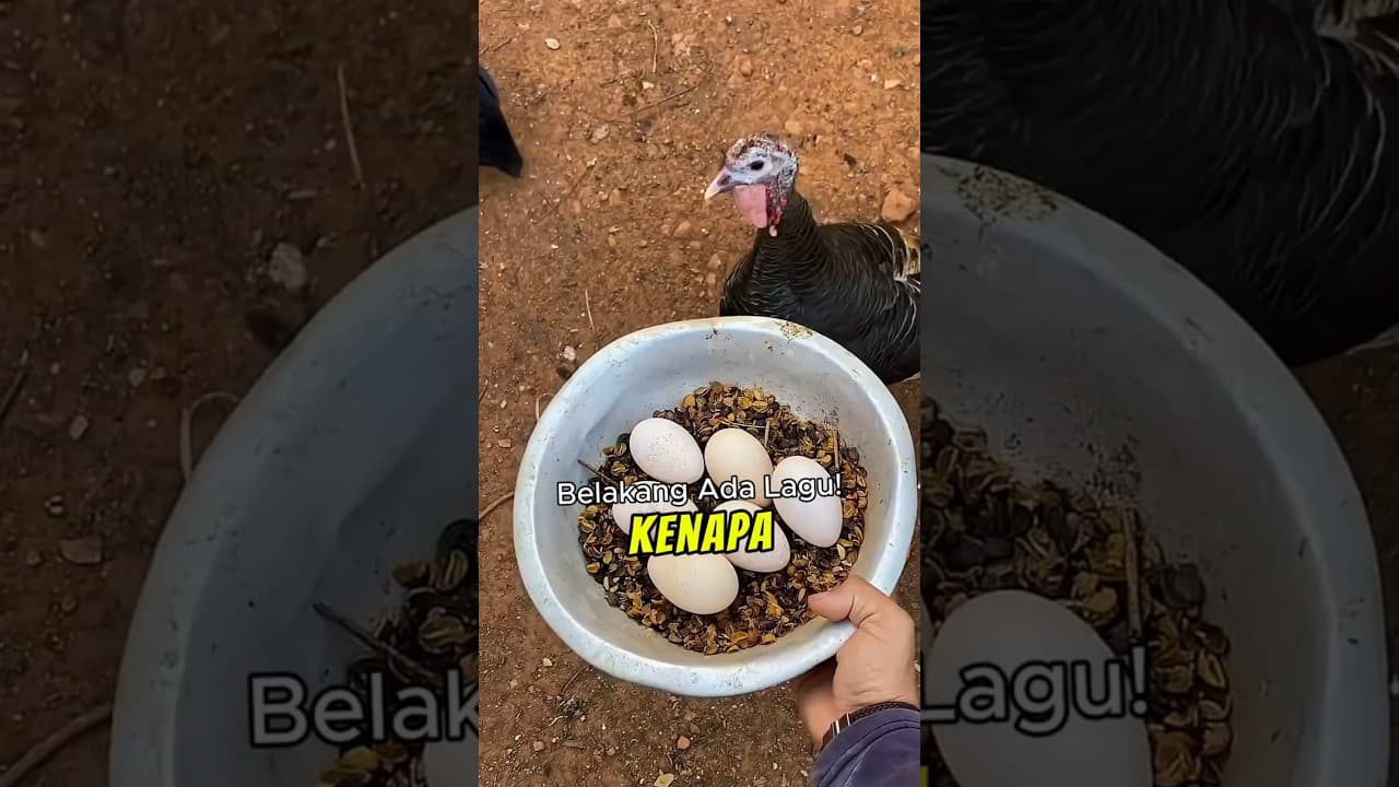 Kenapa Telur Ayam Belanda Jarang Dimakan? 🤔