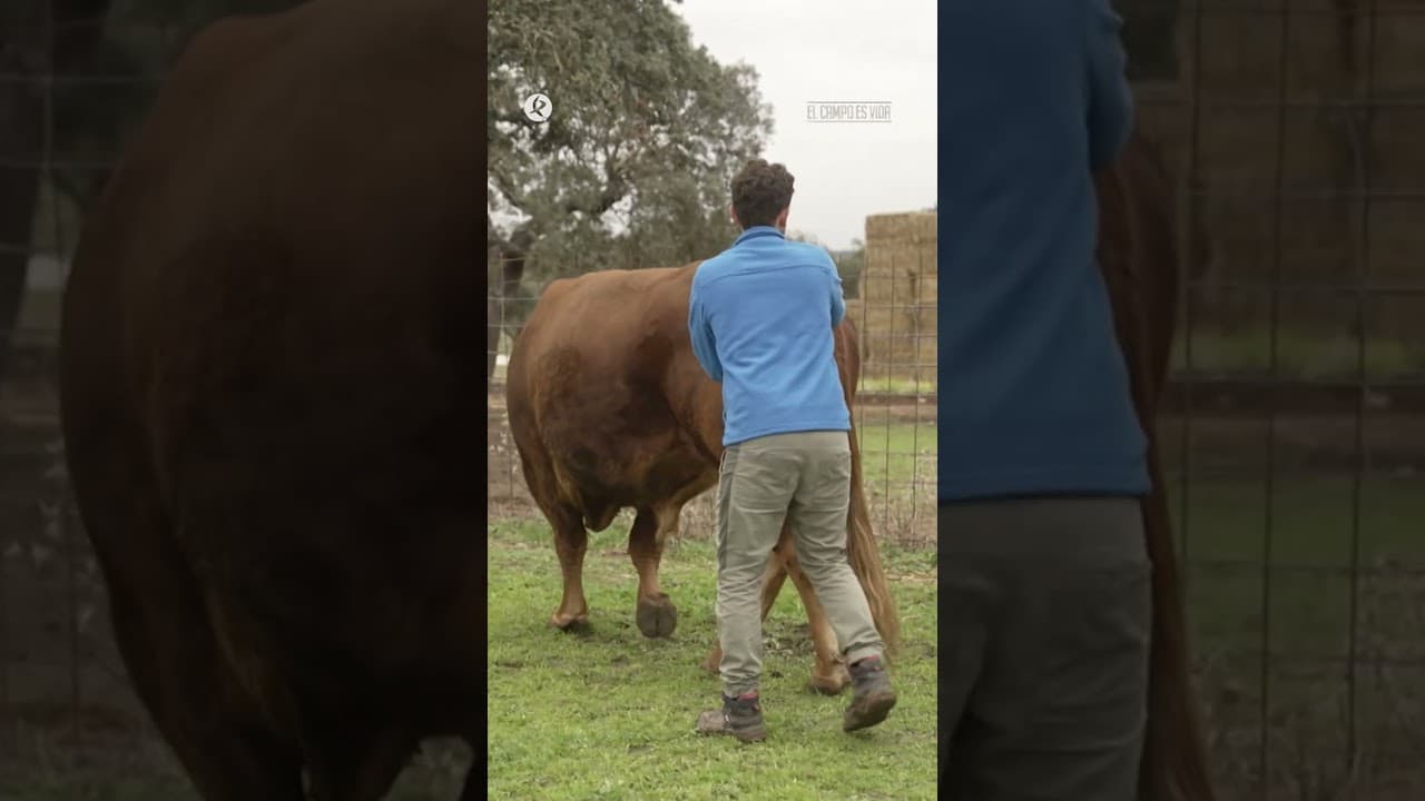 La cosa se ha puesto tensa...😅  #elcampocex