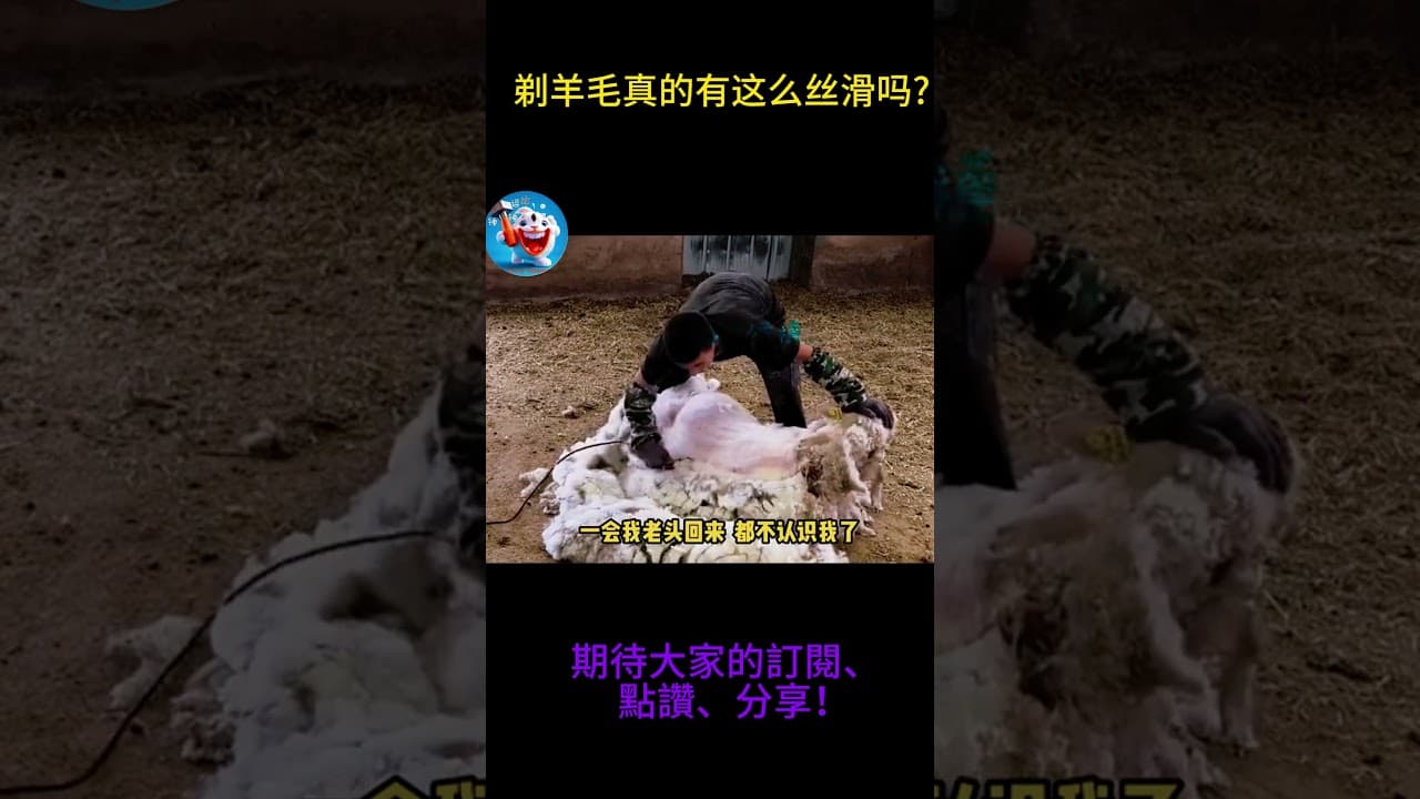 搞笑動物系列第752集 剃羊毛真的有这么丝滑吗 #搞笑 #黑熊 #funny #搞笑 #黑熊 #黃狗 #黃狗 #pets #主人 #主人 #老友狗狗 #cute #大熱門 #情感