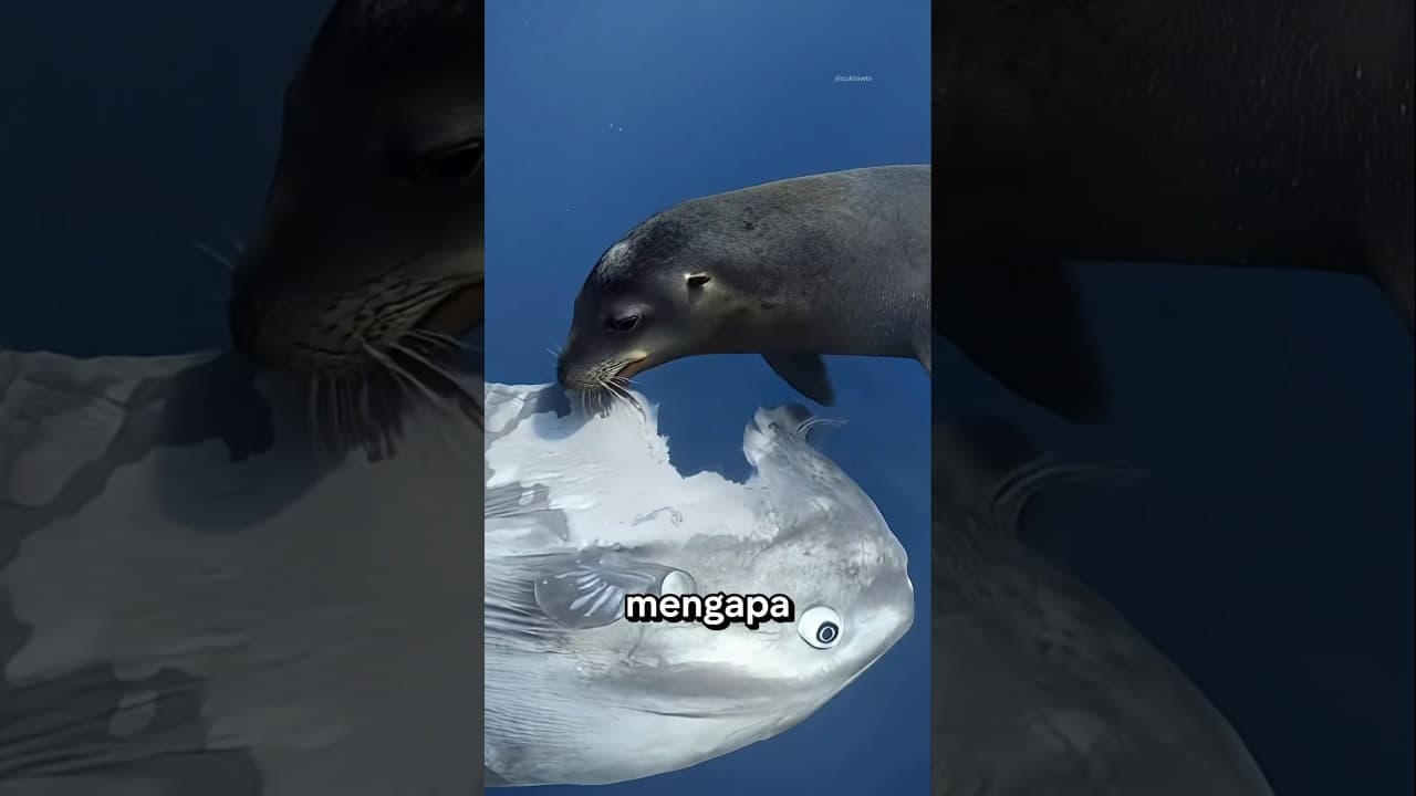 Ikan ini Sangat Bodoh