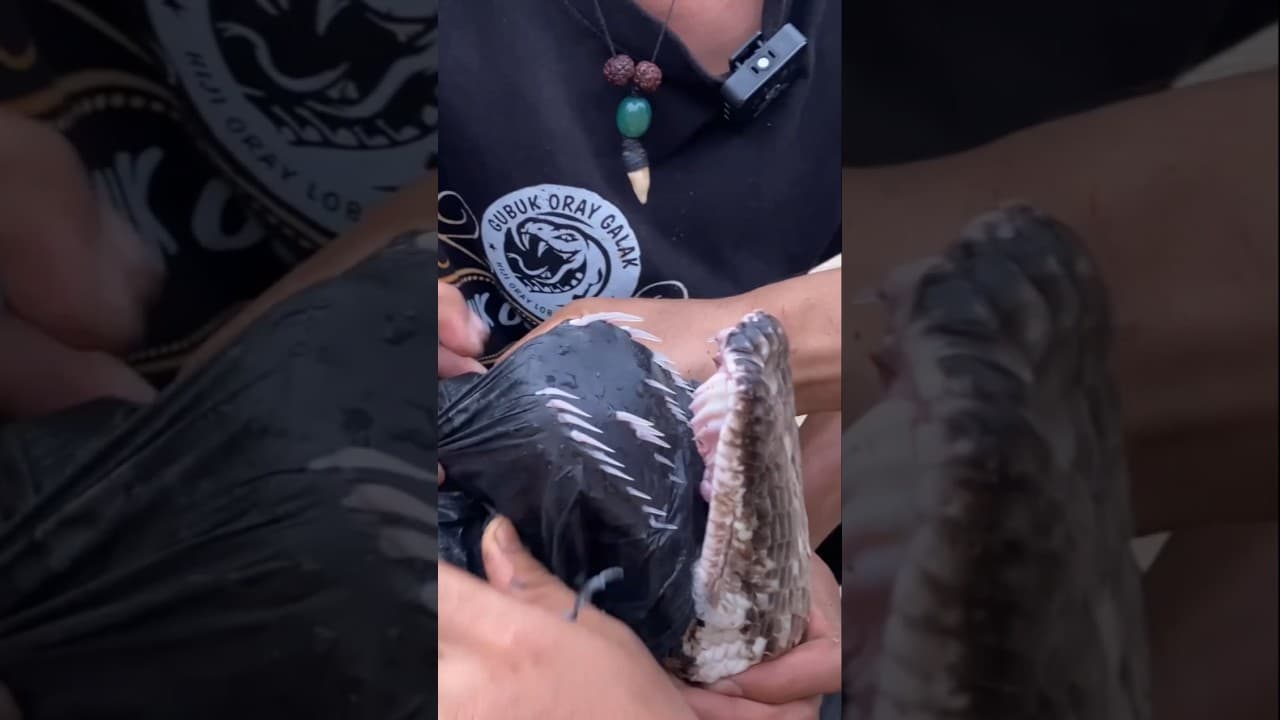 coba bayangkan sepanjang apa taring ular piton ini #viralvideo #snake #ularbesar