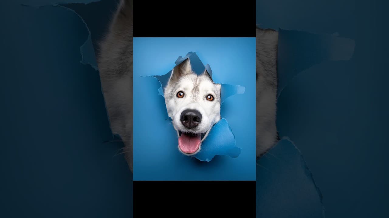 3 chiens, 3 photos, laquelle tu préfères ? 🐶 #chien #dogs #photographie