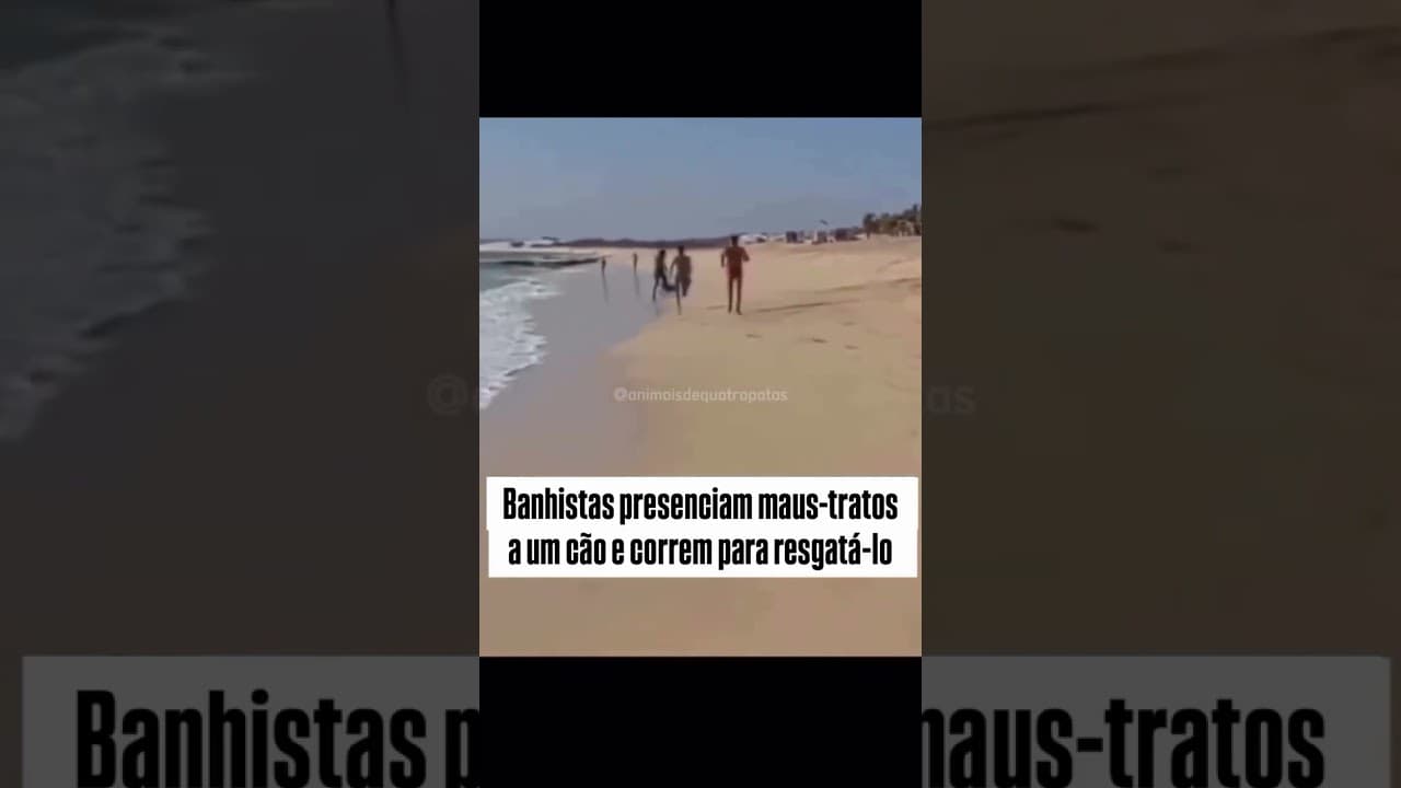 “A voadora foi incrível. Parabéns, moço.” 👏🏻🐾 #doglife #cutedog #memes  #shortsviral #video #dog 🥰