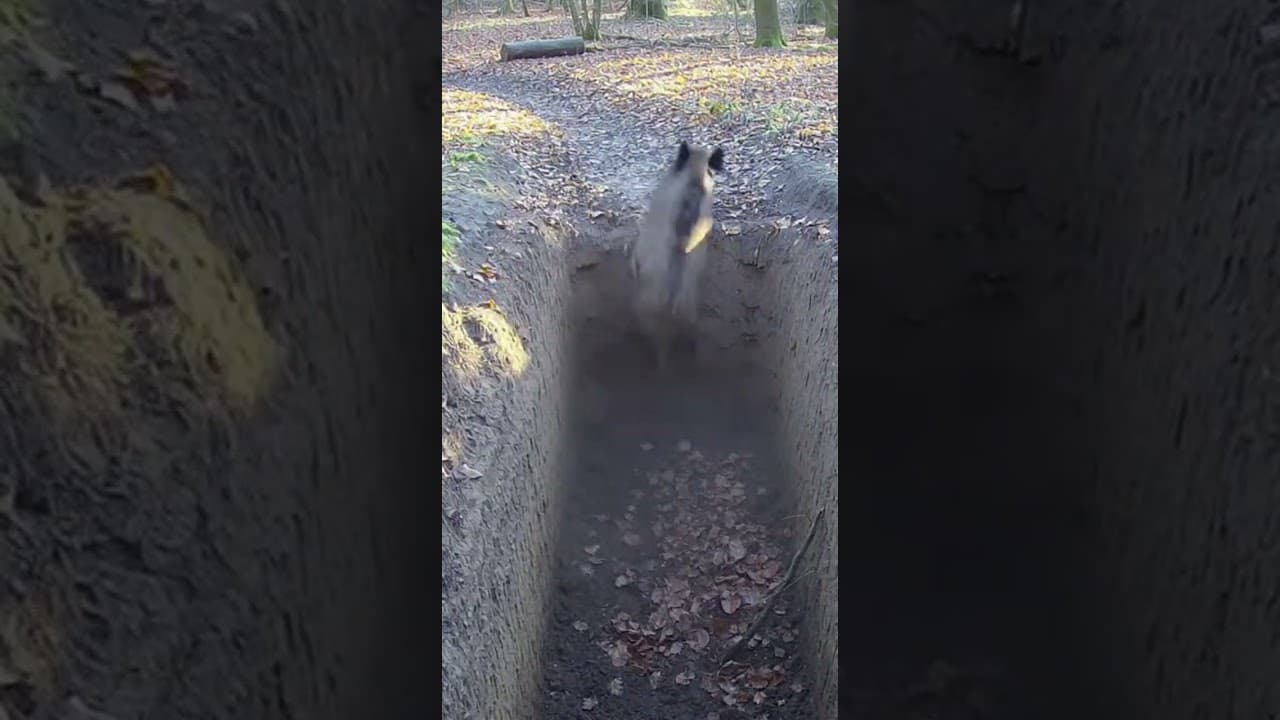 Кабан попал в ловушку