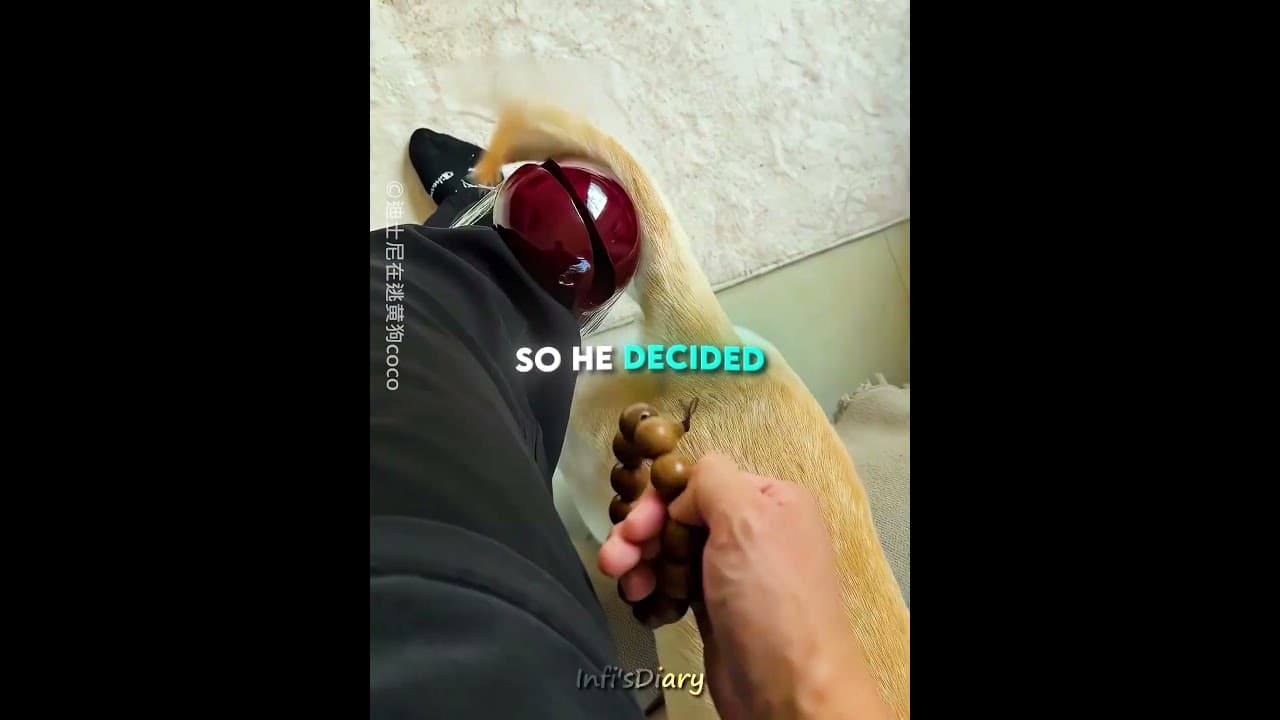 This Owner Turned His Dog Into a Musician 🎶🐶 #shots