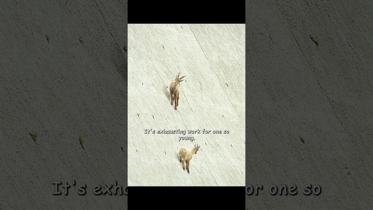 Climbing this nearly vertical wall requires incredible climbing skills. #wildlife #animals #shorts
