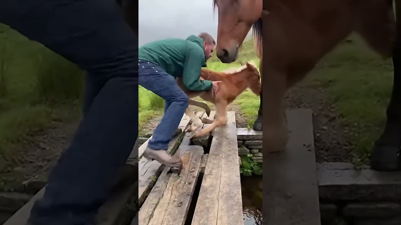 Man Frees Foal, Mother Thanks Him