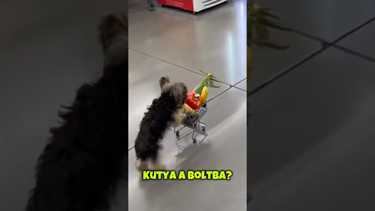 Kutyáját küldte bevásárolni