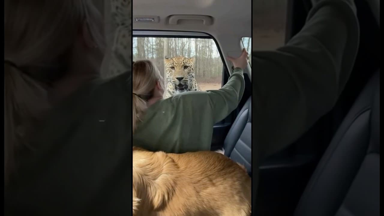 Dog Leaps In Just in Time 🐕💨