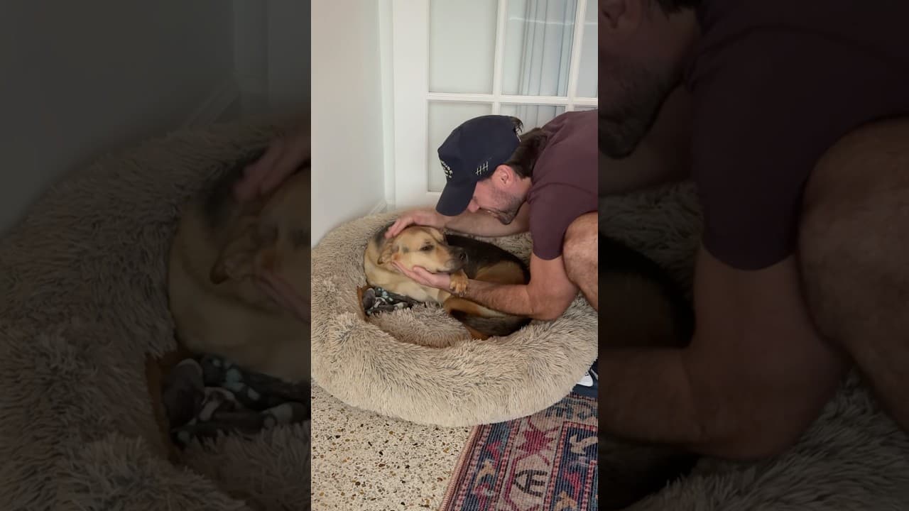 Rescue puppy gets stuffed animal after scared by thunder
