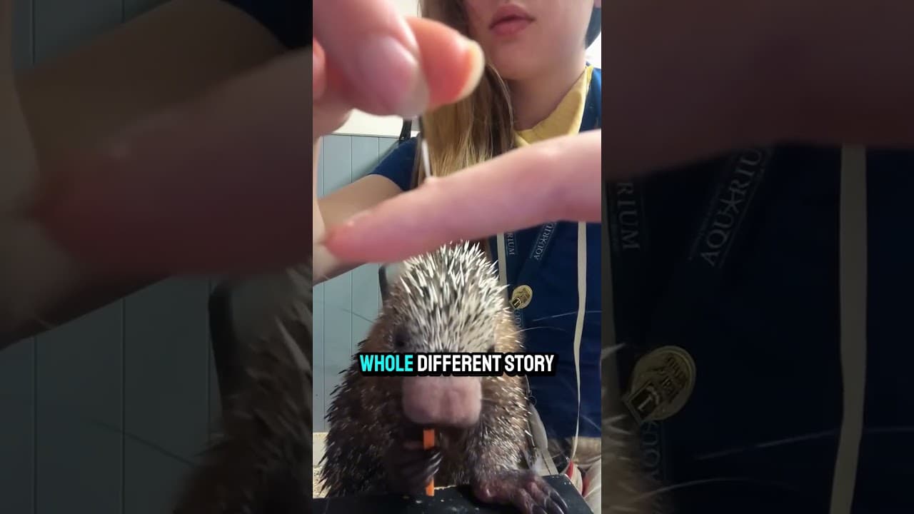 The Porcupine Myth Everyone Gets Wrong