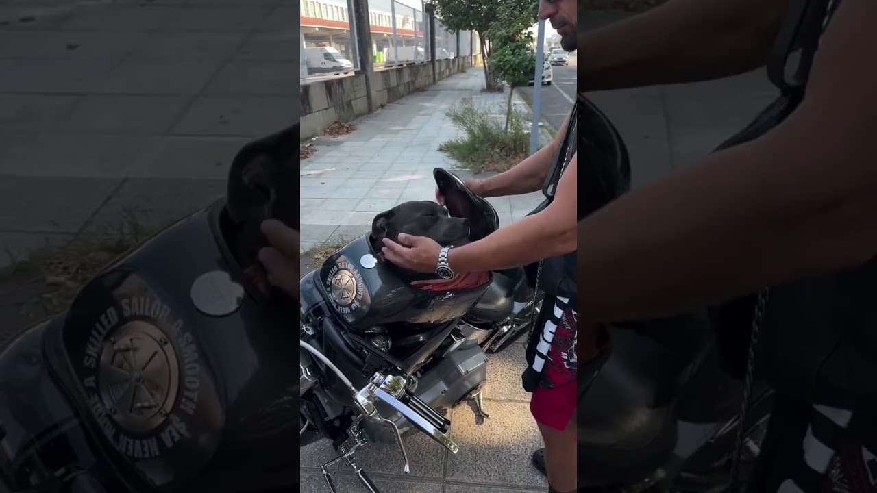 He Loses His Mind When He Hears the Motorcycle