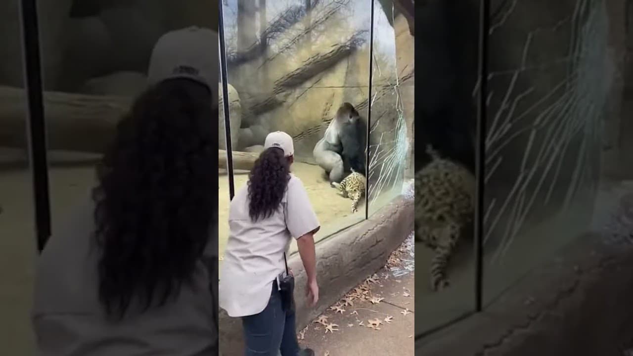 Leopard Attacks the Glass — Gorilla Saves the Situation