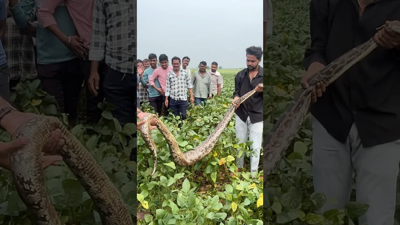 बहुत बड़ा अजगर खेत के अंदर 😰😱🙆‍♂️#snakerescue #wildliferescue #snake #ajgarshorts