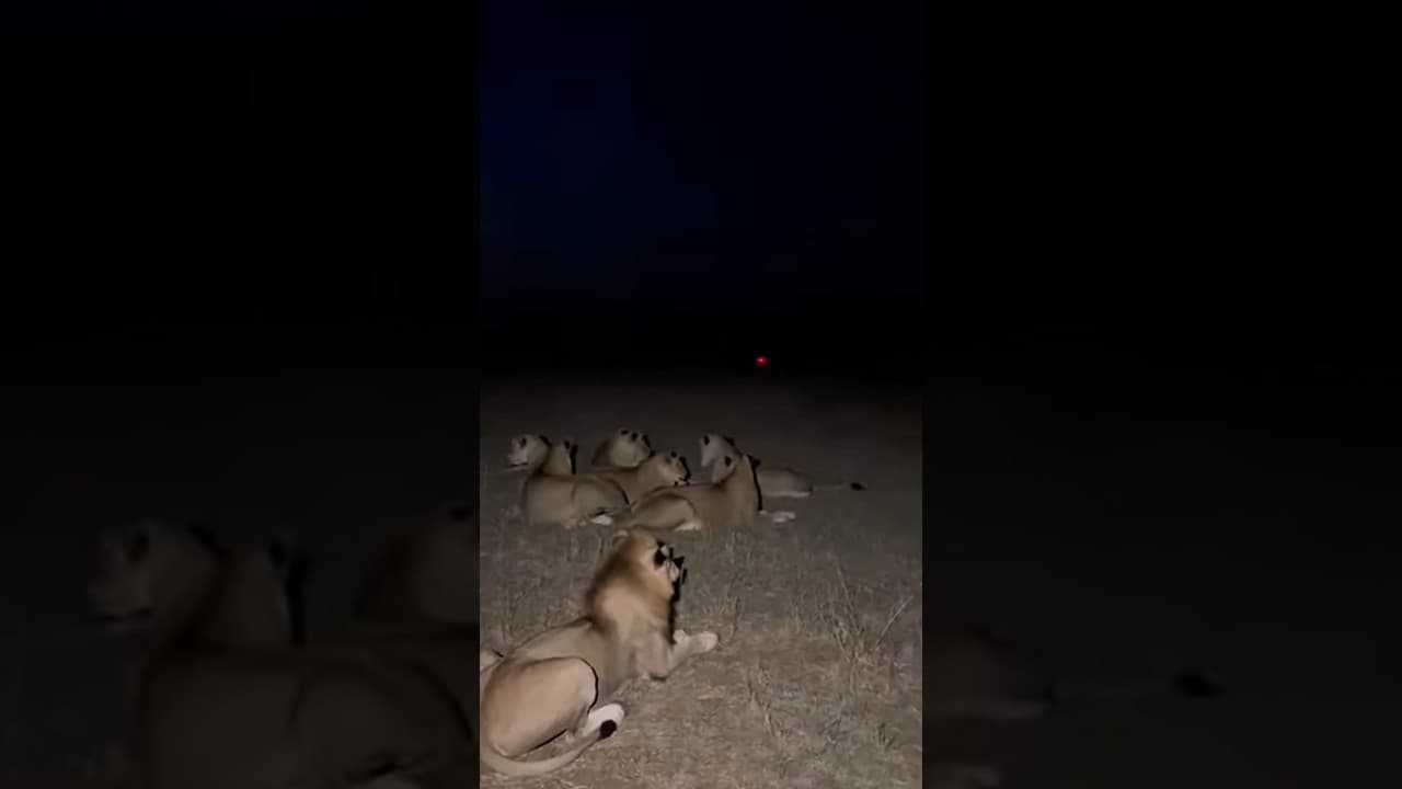 어둠 속 번쩍이는 빛에 사자들이 난리났다! 🤣🐗🦁 Midnight Chaos: Lions vs a Fake Police Light!