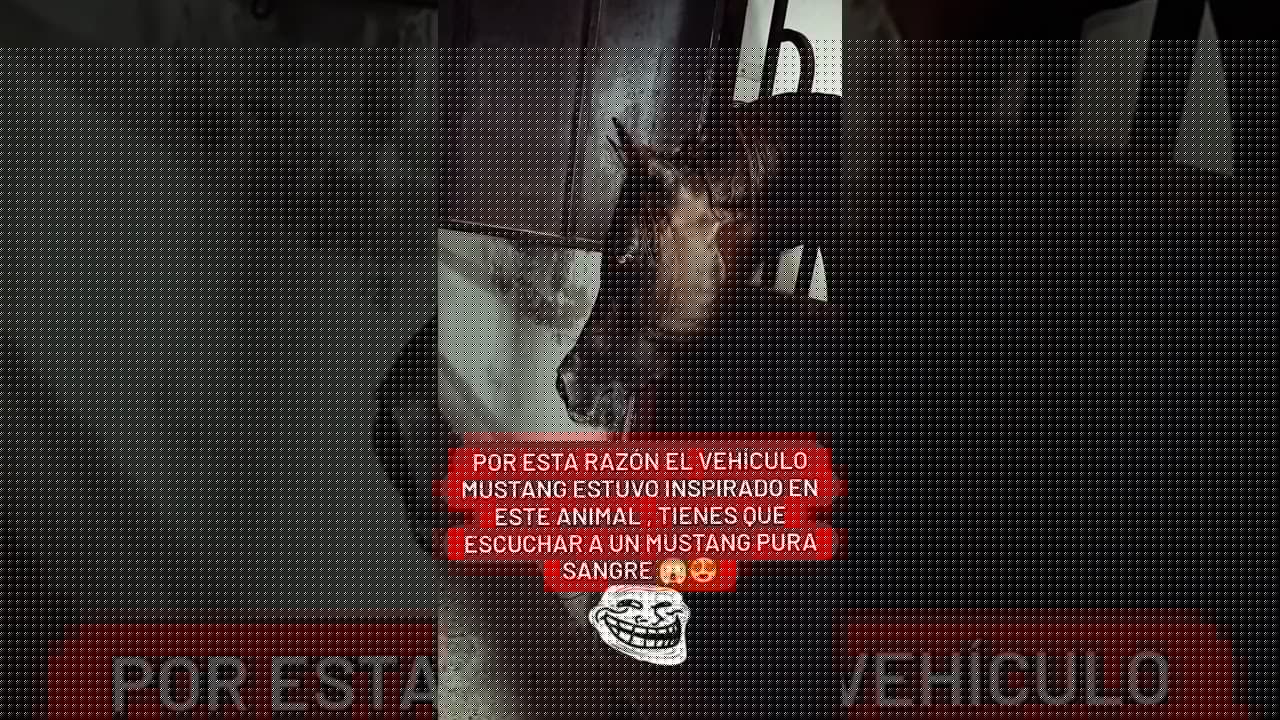 #español #automobile #brakesystem #memes #brakefluid #shorts #short #mustang #cars #curiosidades