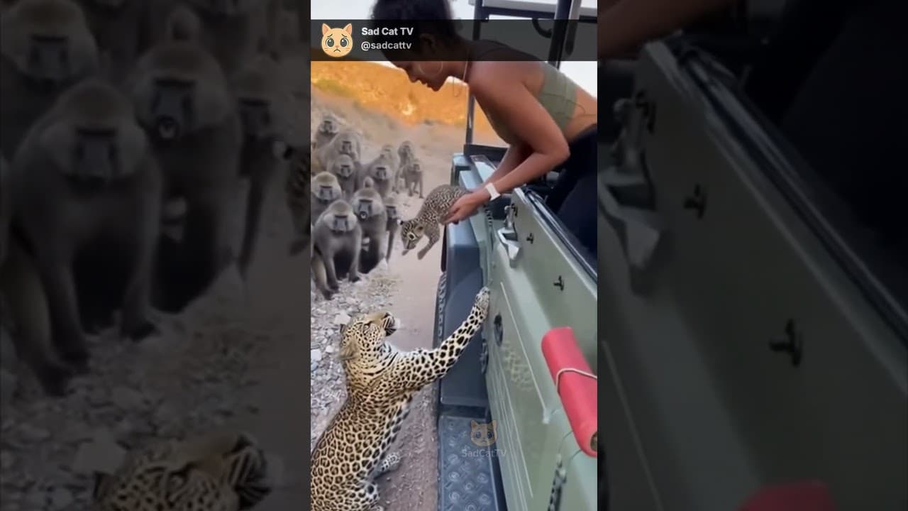 Leopard Gives Cub to Person... As Baboons Close In! 😱🐆