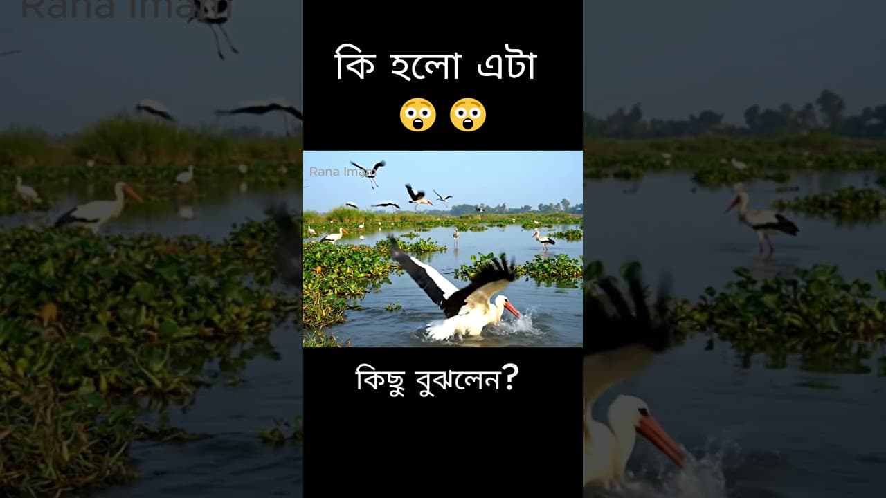 কে কাকে খাচ্ছে #sarok #fish #shorts