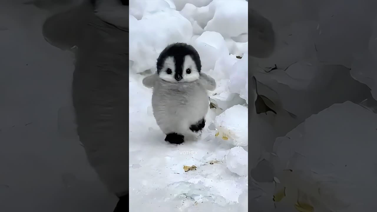 Don’t Touch Penguins