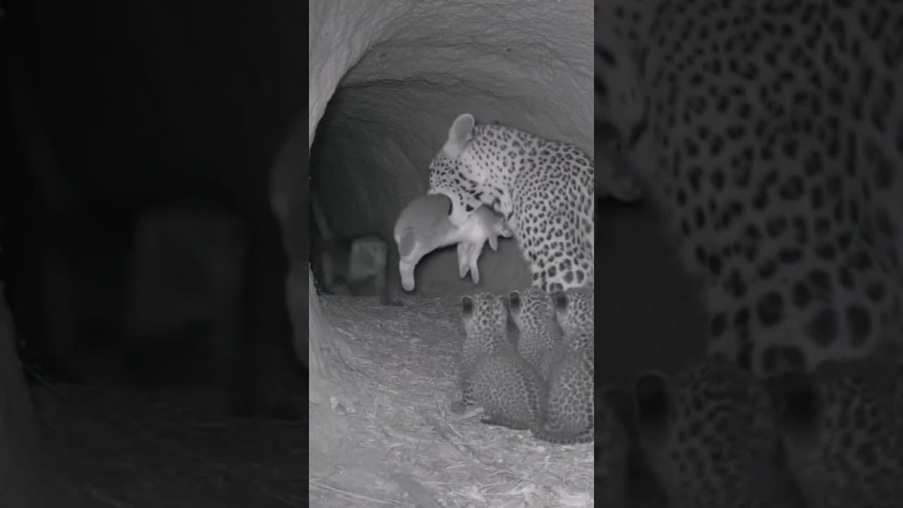 After the Rescue....  monkey and leopard with rabbit friends #animalvideo #animals #AnimalRescue