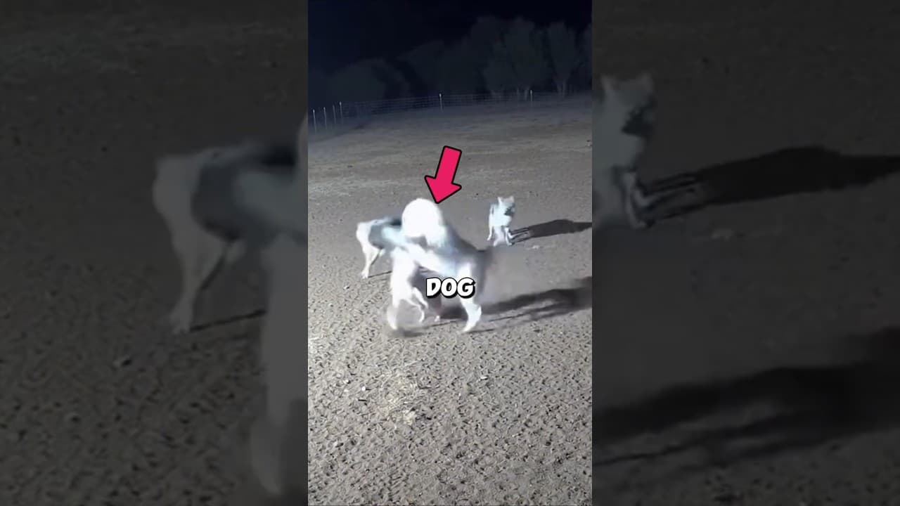 This Mother Dog Sacrificed Herself to Save Her Baby