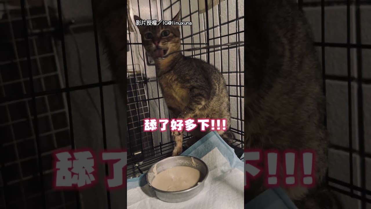【本斥但香】貓貓狂揮拳拒絕餵食 一舔到肉泥秒乖乖:好吃｜貓｜餵食