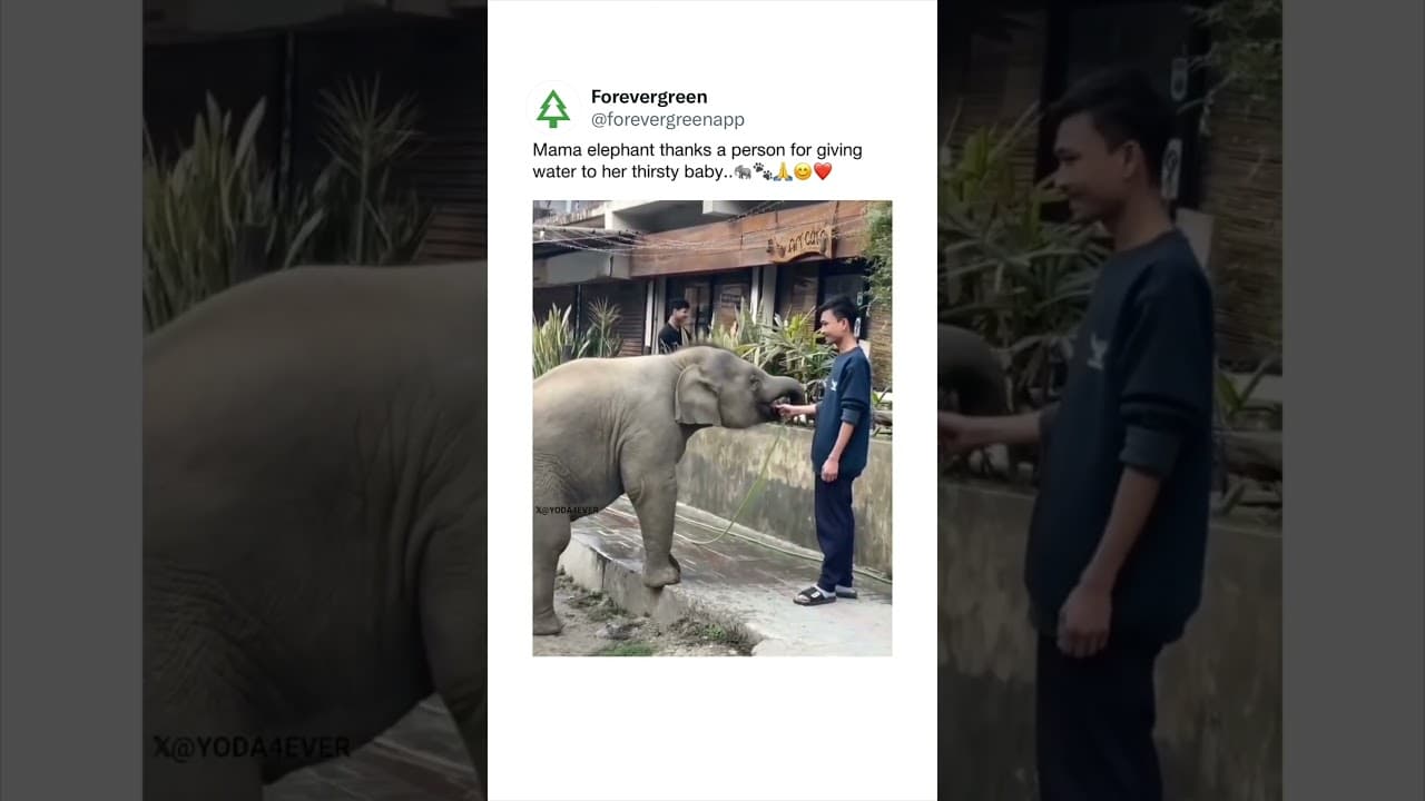 Baby Elephant Drinks Water