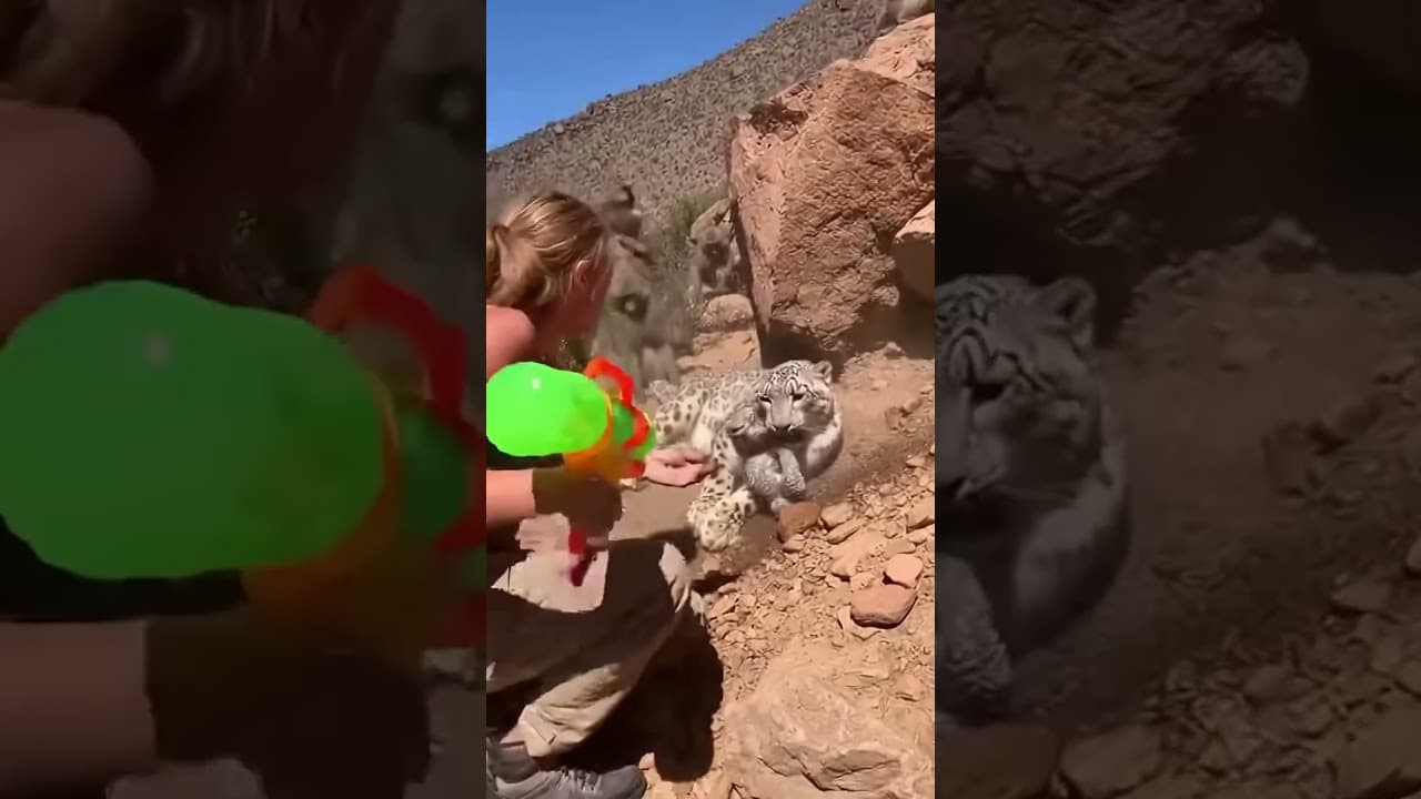 Insane Wildlife Rescue Woman vs Baboons to Save a Snow Leopard Cub