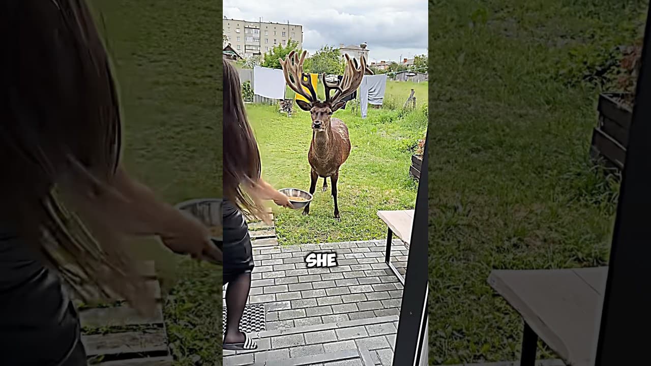 This dear deer friend came to meet her friend everyday ❤️