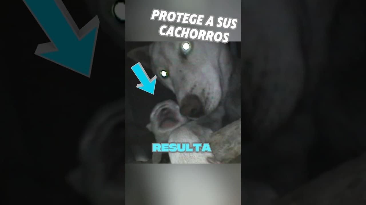 Esta mujer encontró un perro dentro de la pared 🥺 #shorts