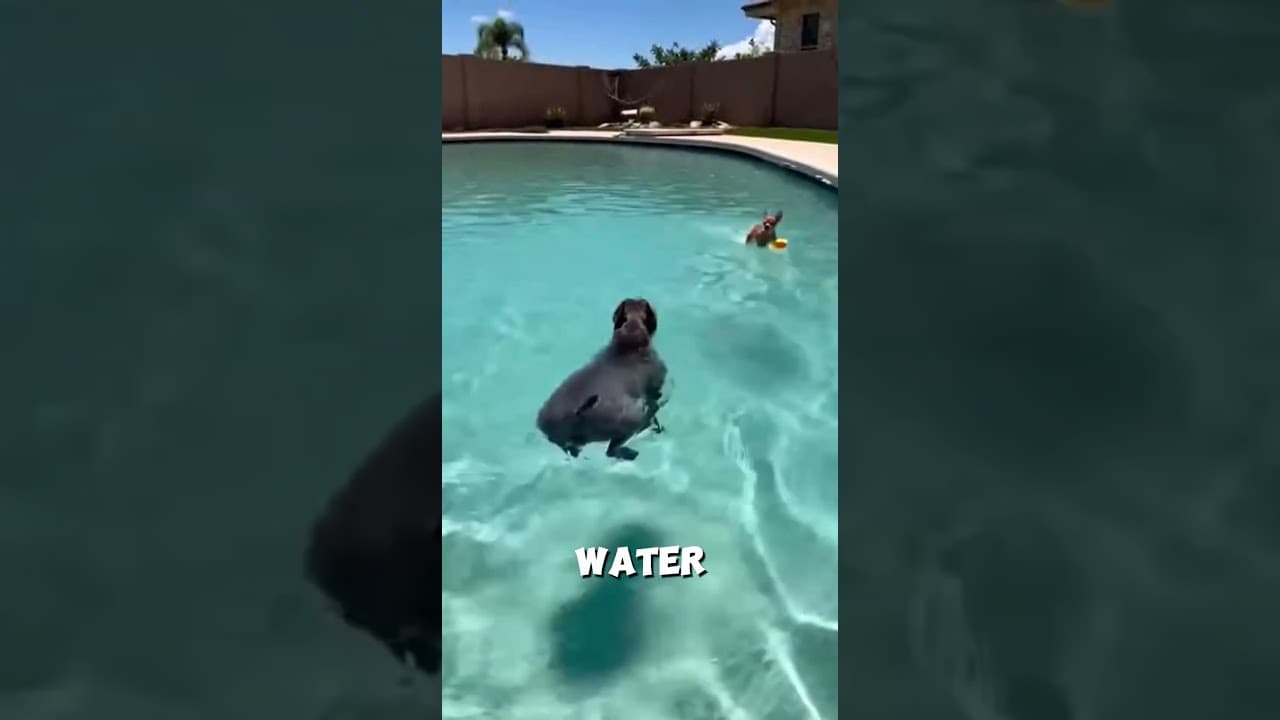😂🦆 Poolside drama: Chihuahua at 20% size but 200% attitude! #funny #shortsviral #pets
