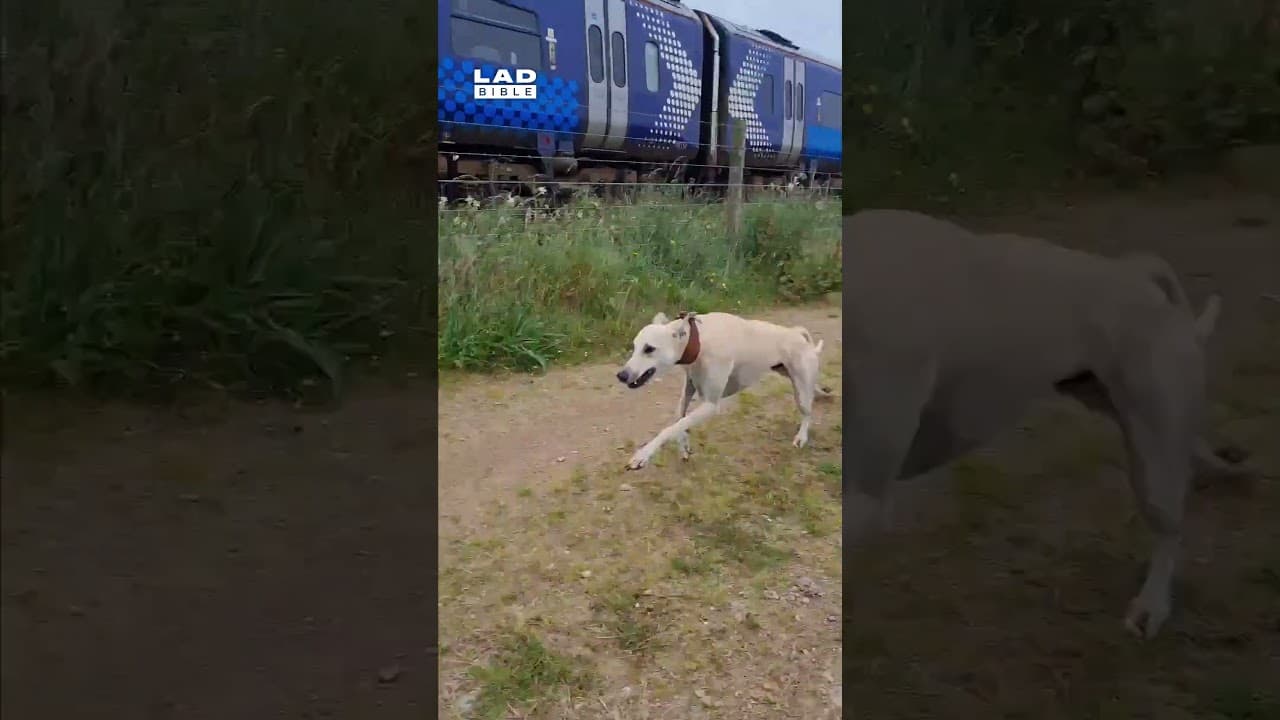 My dog always tries to race trains 😅 (🎥: ViralHog)
