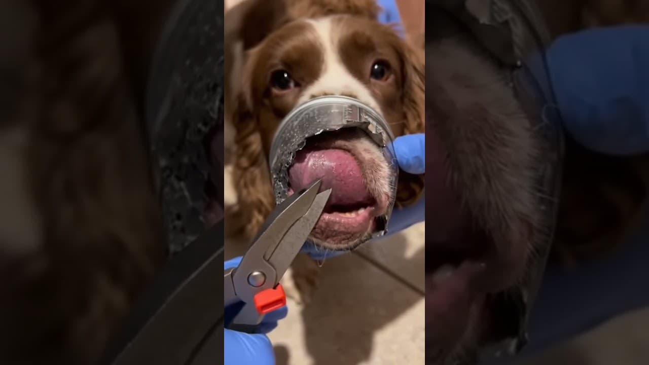 His Tongue Was STUCK! 👅 Dog Rescued from a Sharp Tin Can!