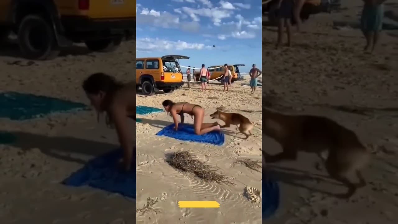 funny dogs Fail #shorts
