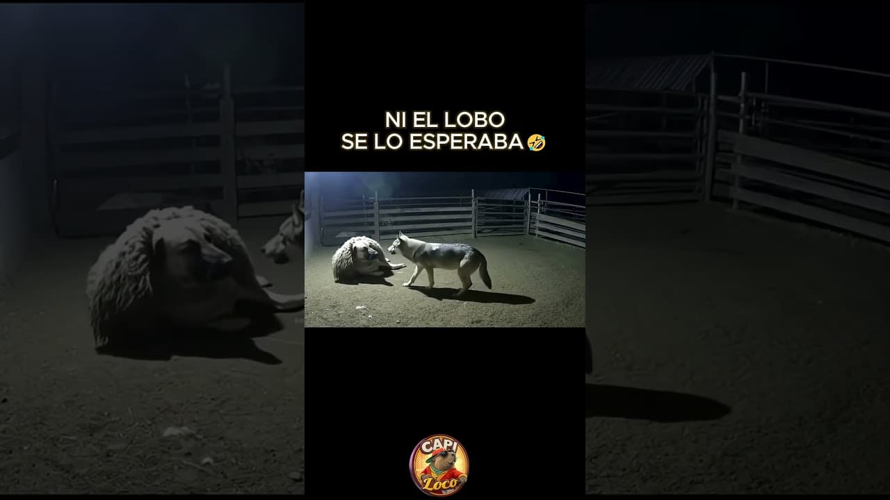 Ni el lobo de lo esperaba 🤣