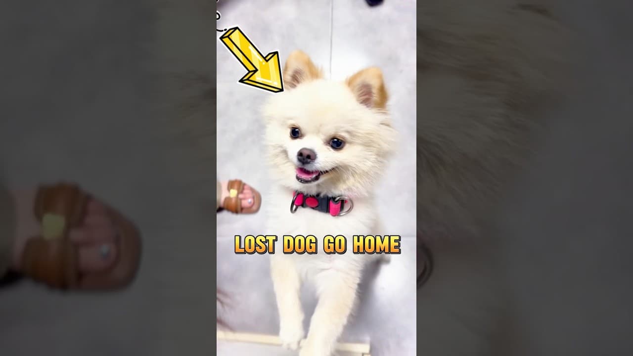 The woman help lost dog return home #pets #dog #shorts