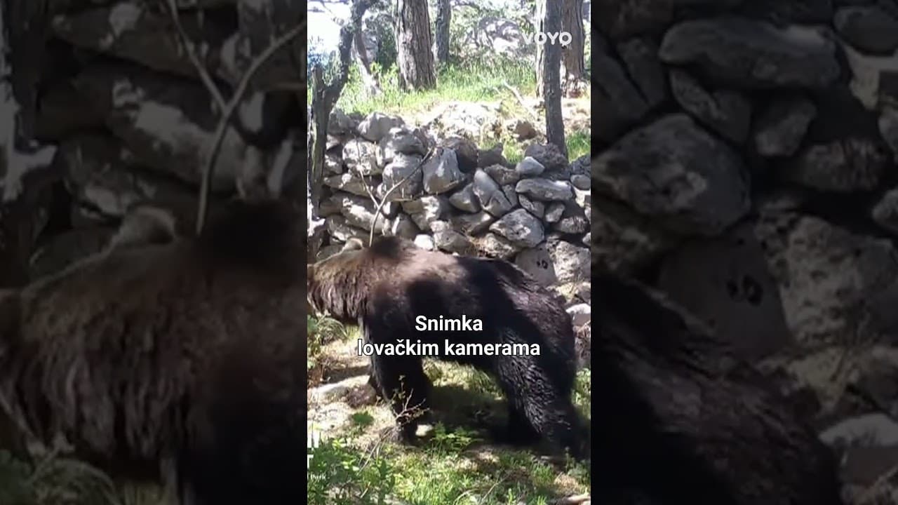 Nesvakidašnji prizor u Sjevernom Velebitu!
