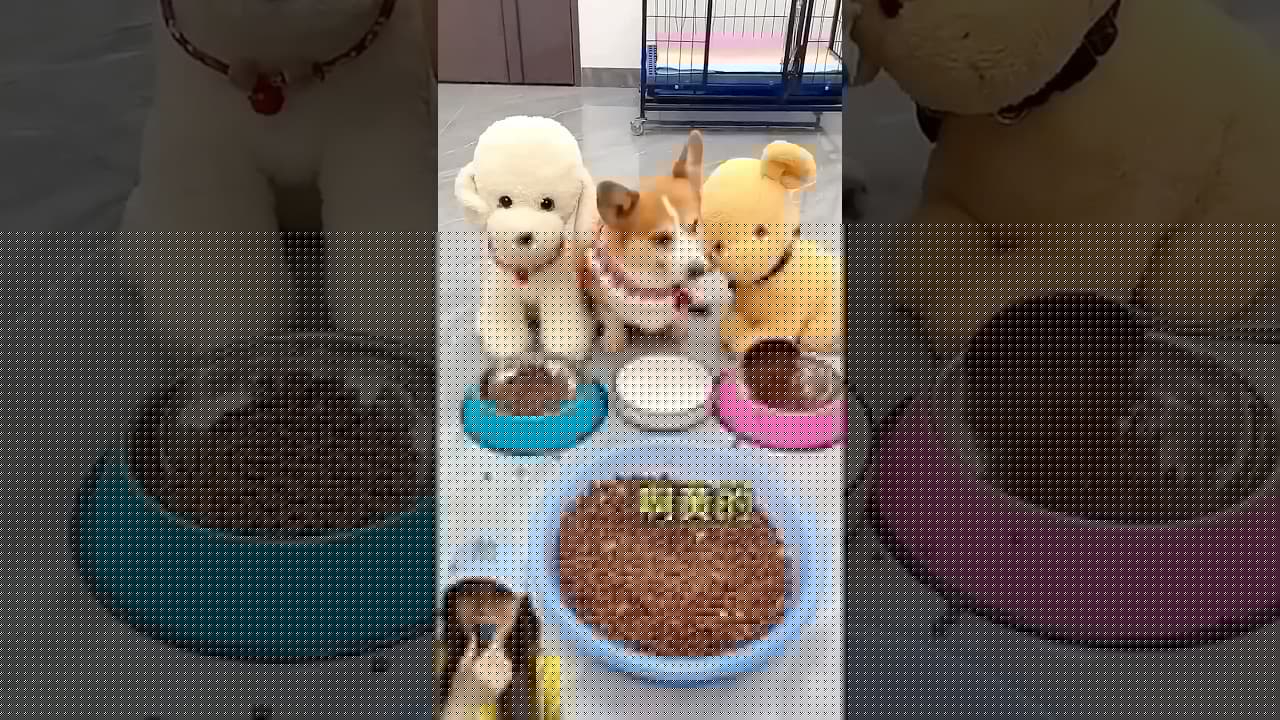 KASIH MAKAN DOGY ⁉️YANG TENGAH MERAJUK 😍😱