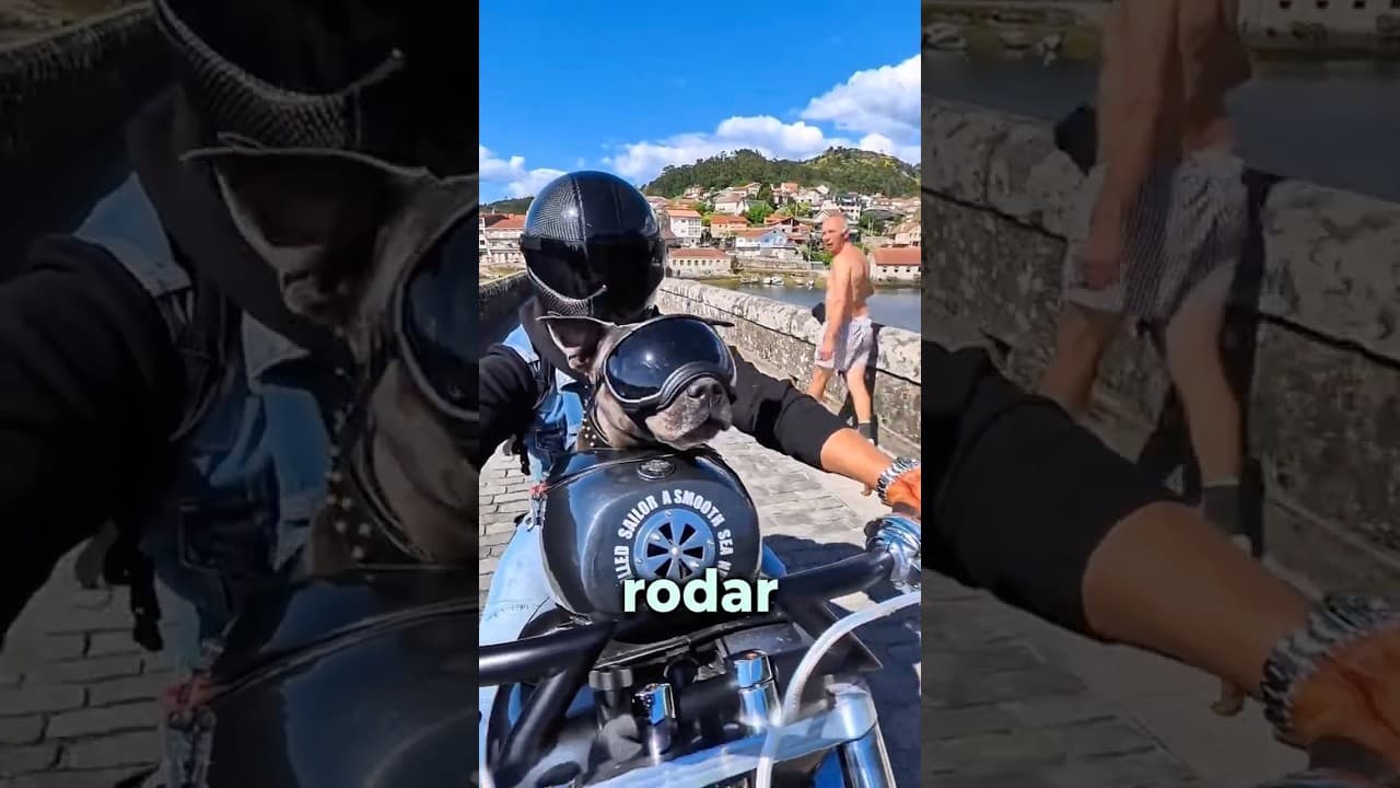 El perro motociclista más feliz del mundo