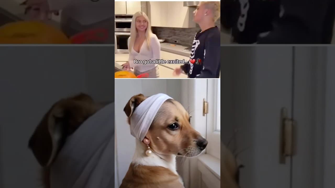 Bro what happened? 🤪Doggy lovers #puppy #doggielife #funny #petsrule