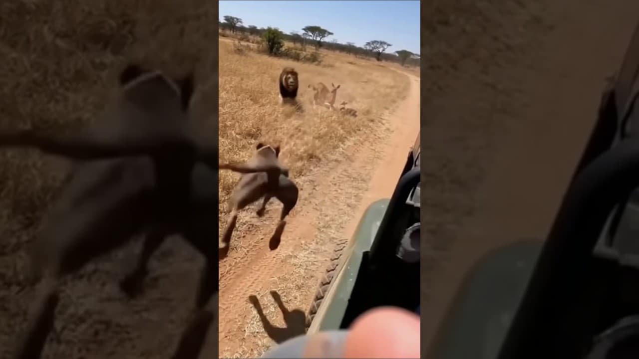 Pitbull Attacks Lion To Save Deer #viral #foryou #lion