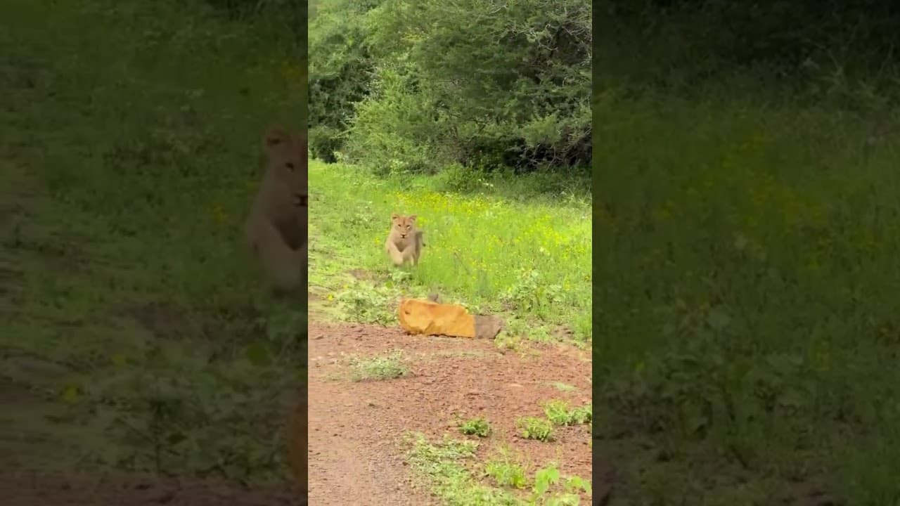 WARTHOG BREAKS WORLD RECORD! 🐗💨baby warthog just set a new land-speed record!  #tourismnewsafrica
