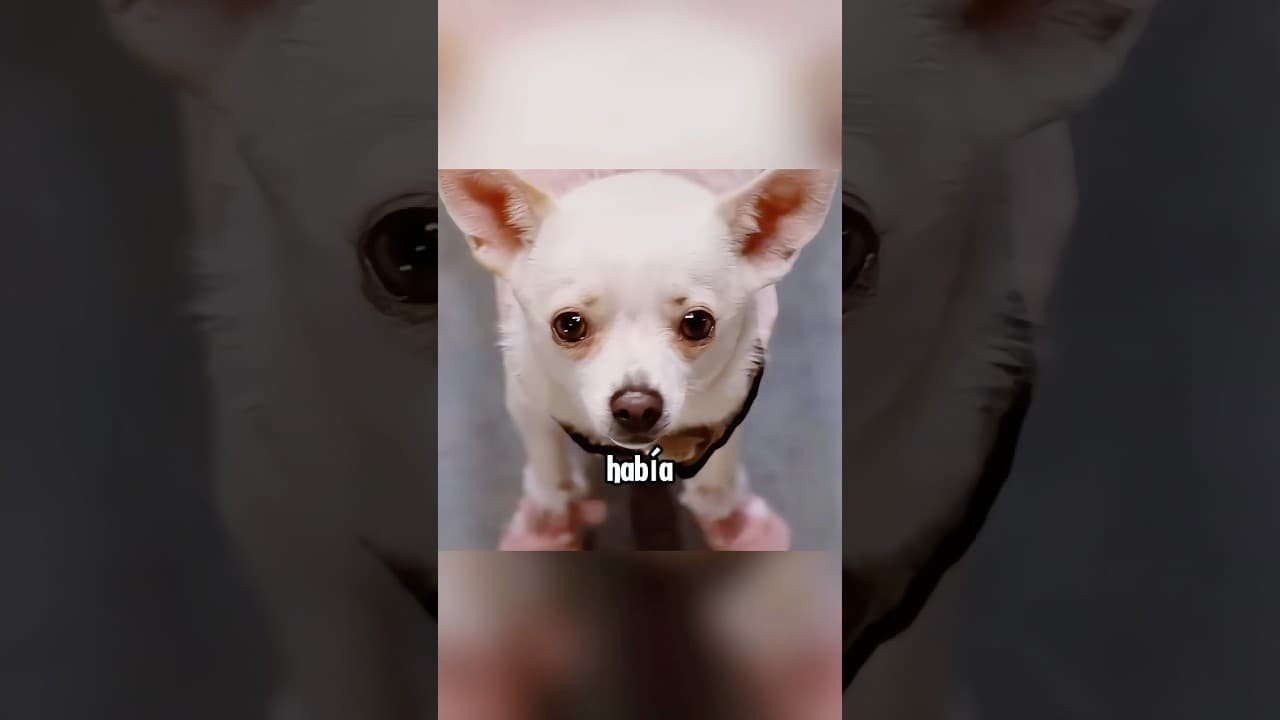 Un chihuahua con un patrimonio de diez millones de yuanes fue enviado al coliseo.#movie #film